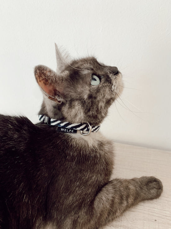 gato con collar estampado de cebra bicolor negro y blanco