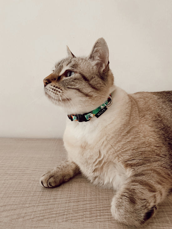 collar para gato con estampado de tucan de color verde