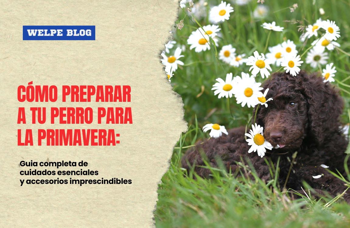 Cómo preparar a tu perro para la primavera: Guía completa de cuidados y accesorios