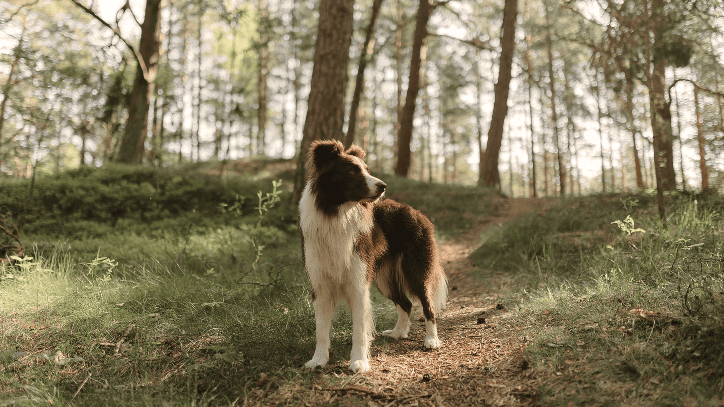 Primer paseo con tu perro: cómo elegir collar, arnés y correa