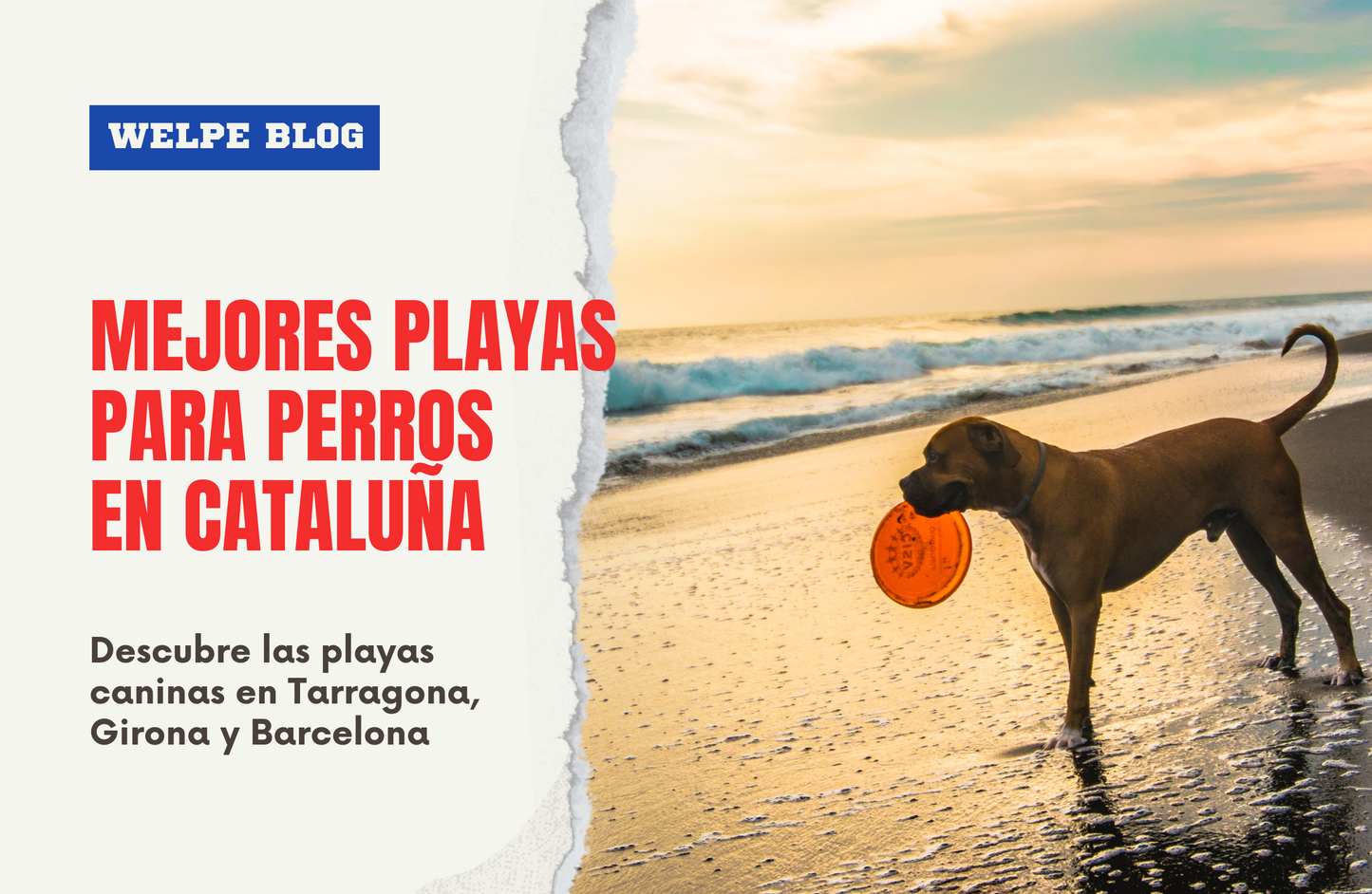 Las mejores playas para perros en Cataluña