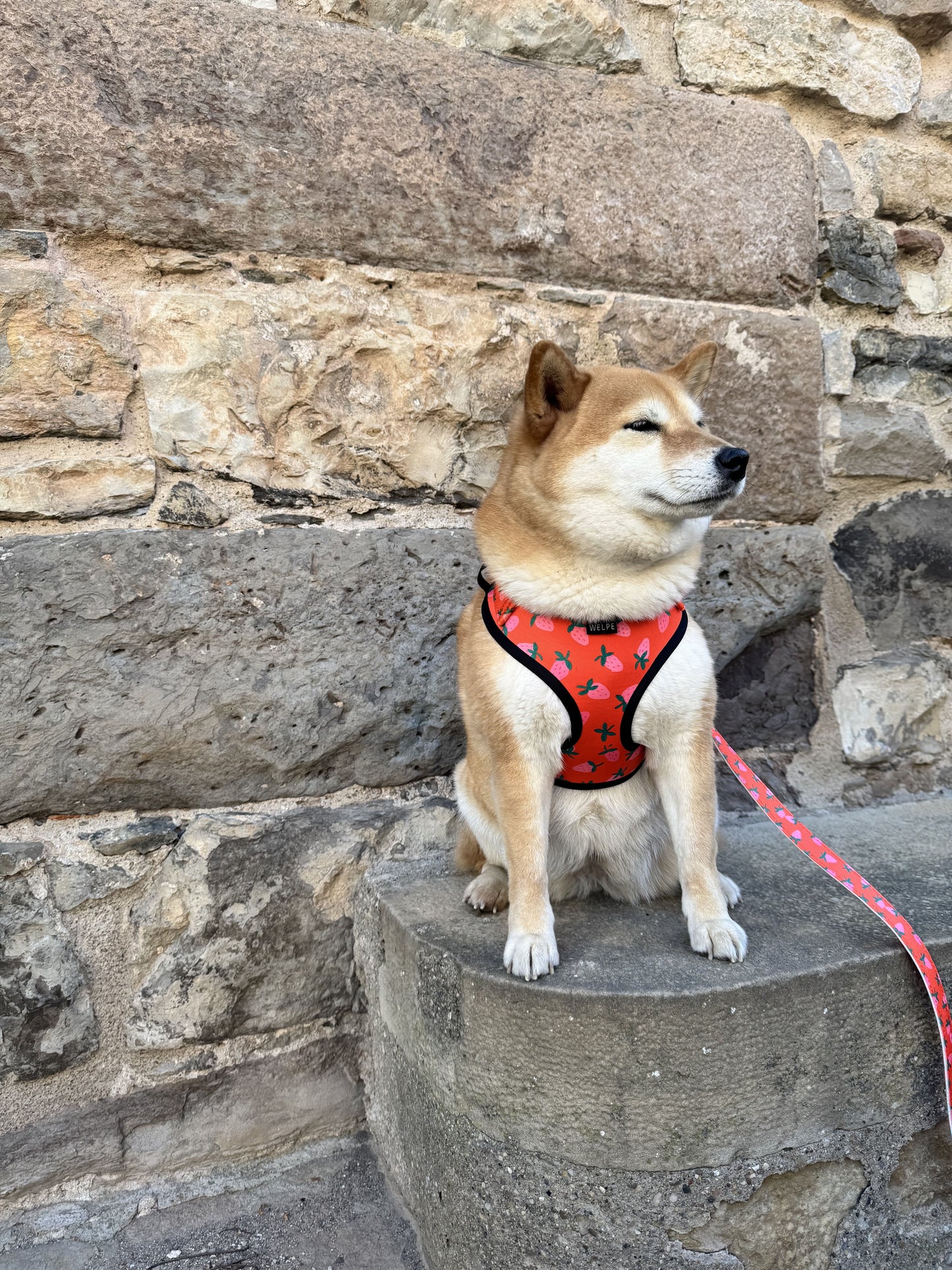 ARNÉS AJUSTABLE PARA PERRO FARGOLA