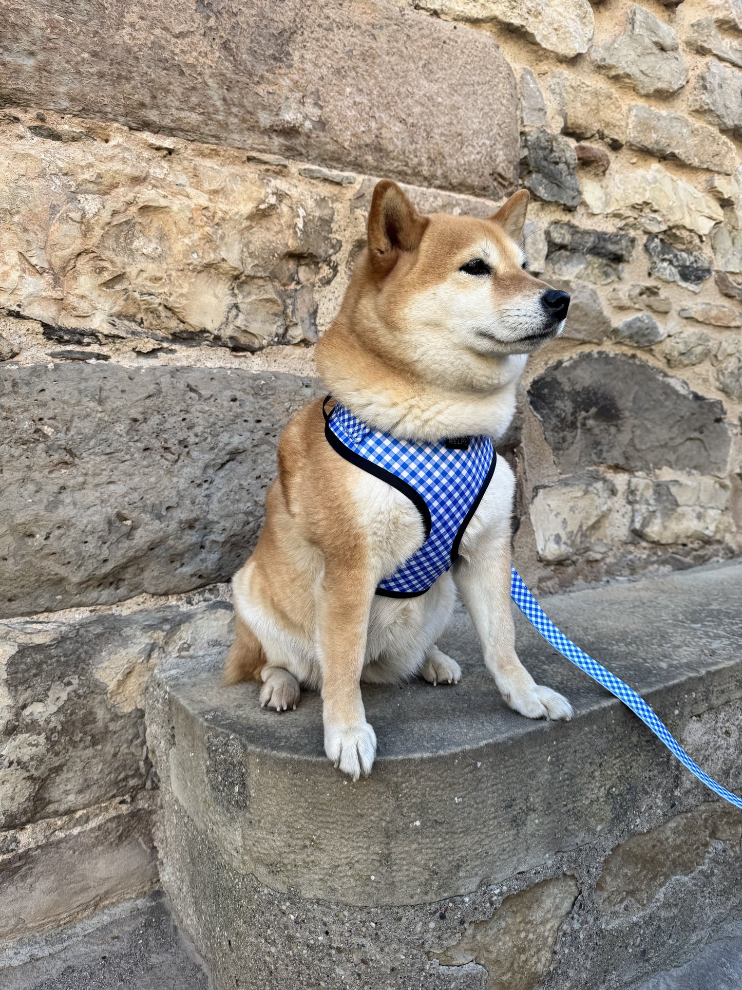 ARNÉS AJUSTABLE PARA PERRO CAPRI