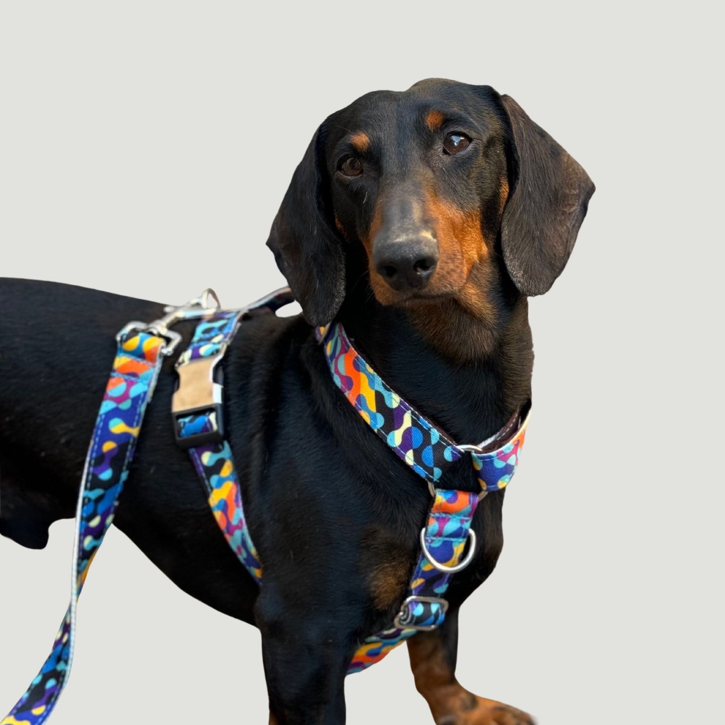 ARNÉS PARA PERRO KO LIPE