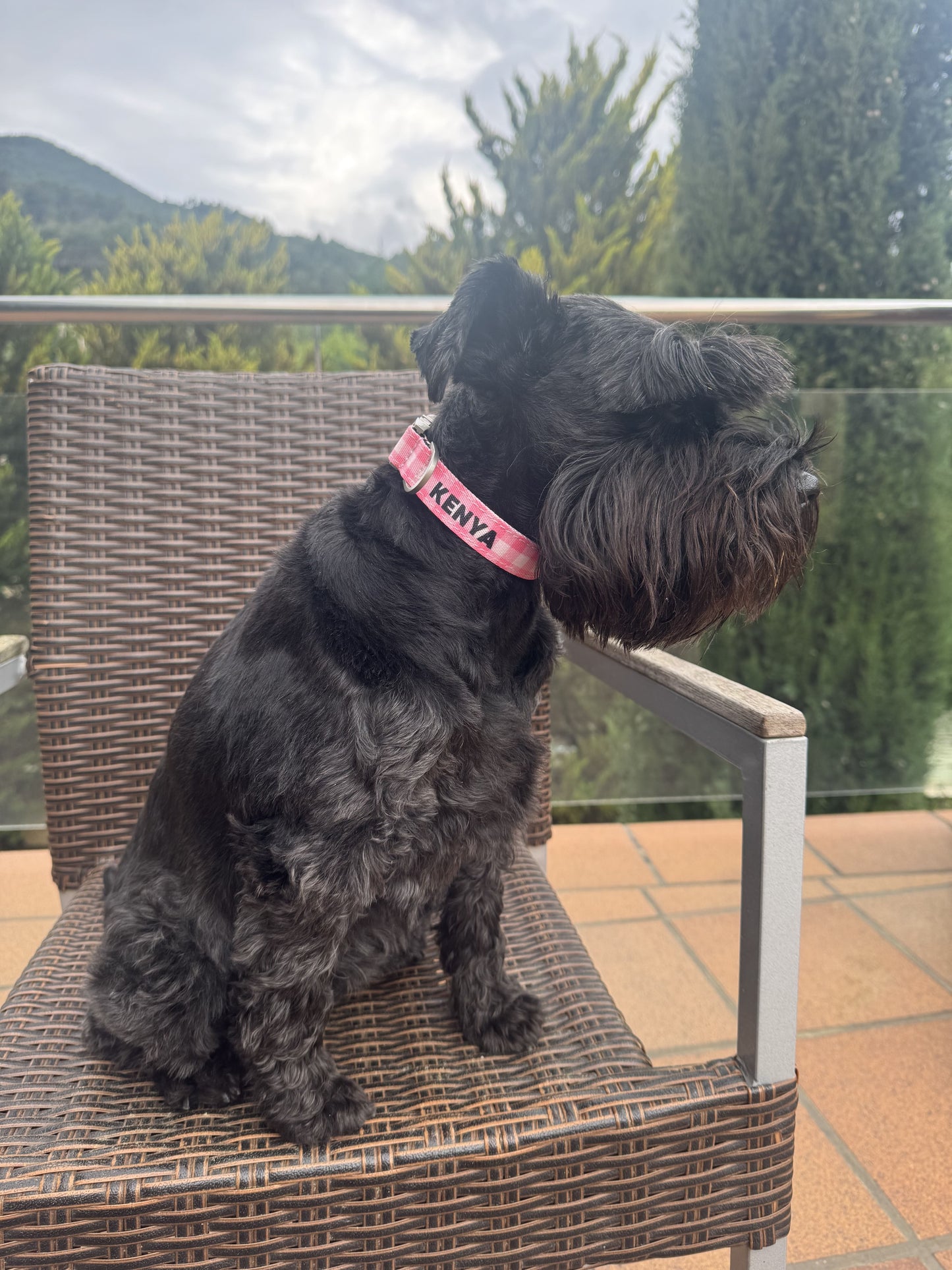 COLLAR PARA PERRO ESTAMPADO IDENTIFICATIVO