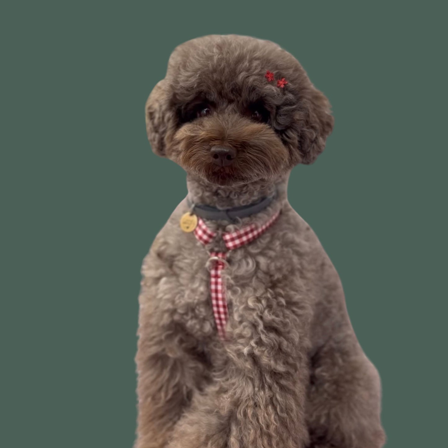 ARNÉS PARA PERRO MINI VICHY GRANATE