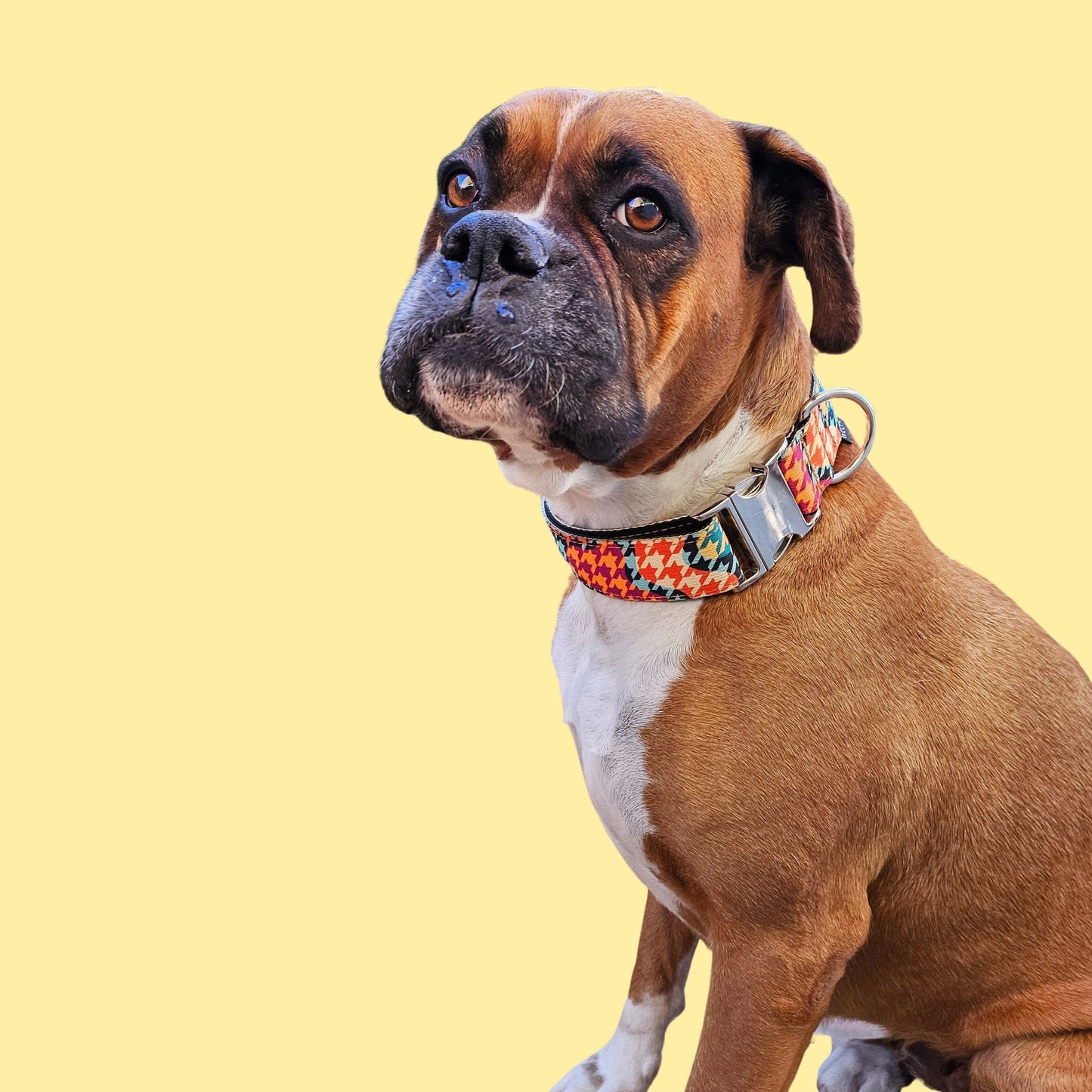 COLLAR PARA PERRO WINDSOR