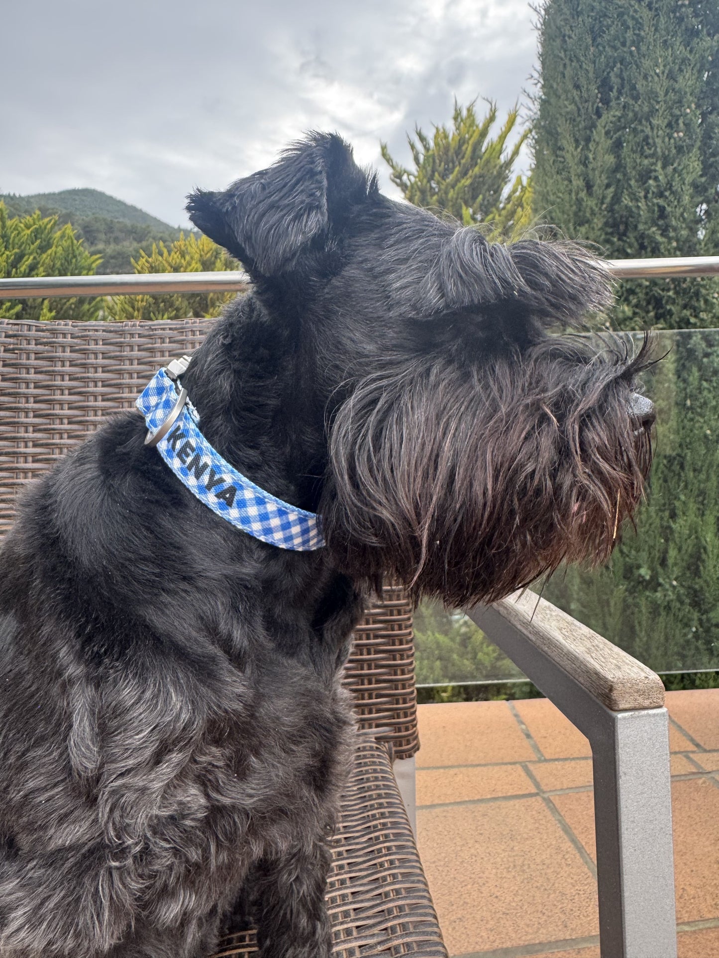 COLLAR PARA PERRO ESTAMPADO IDENTIFICATIVO