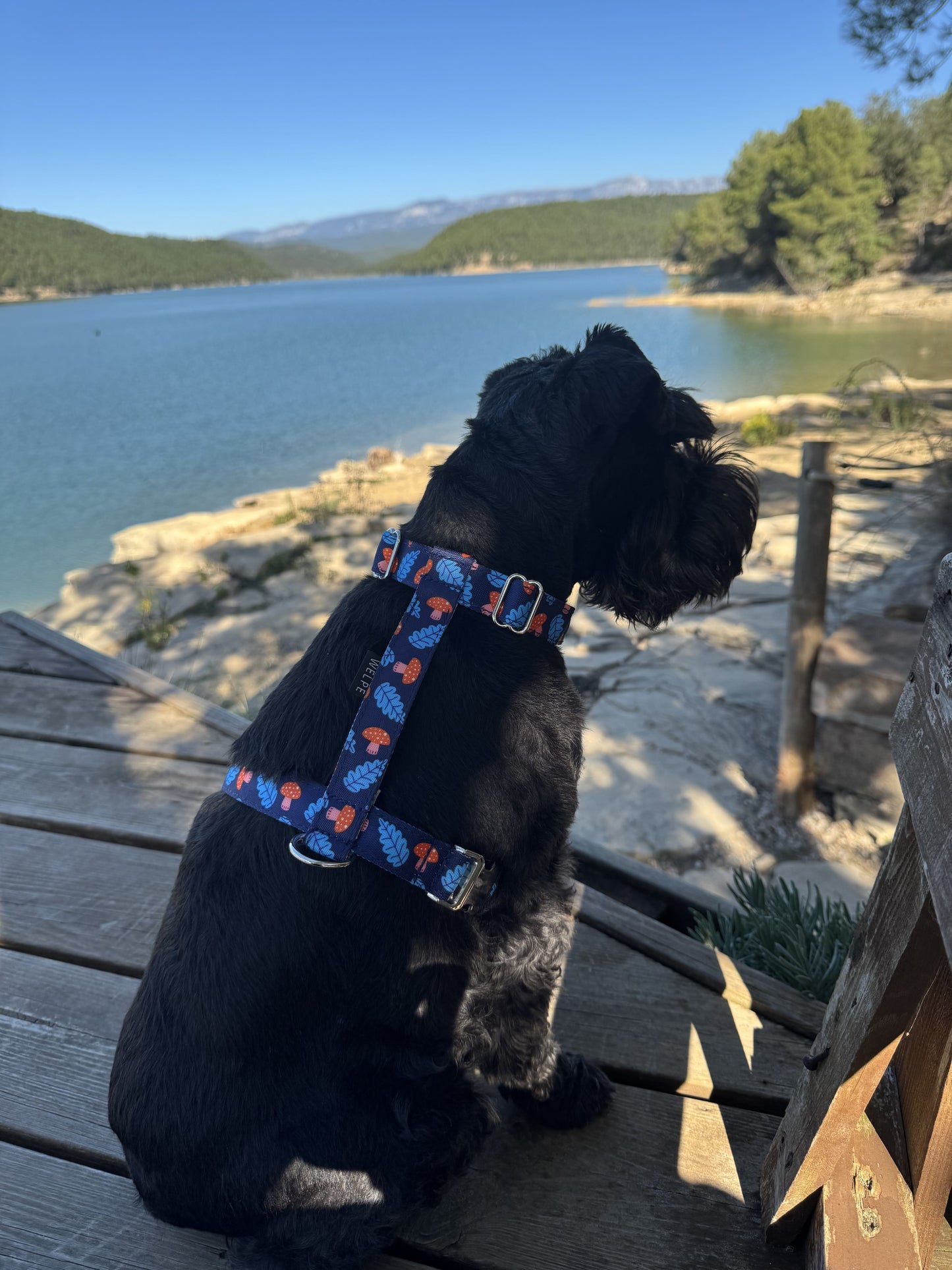 ARNÉS PARA PERRO SHROOM