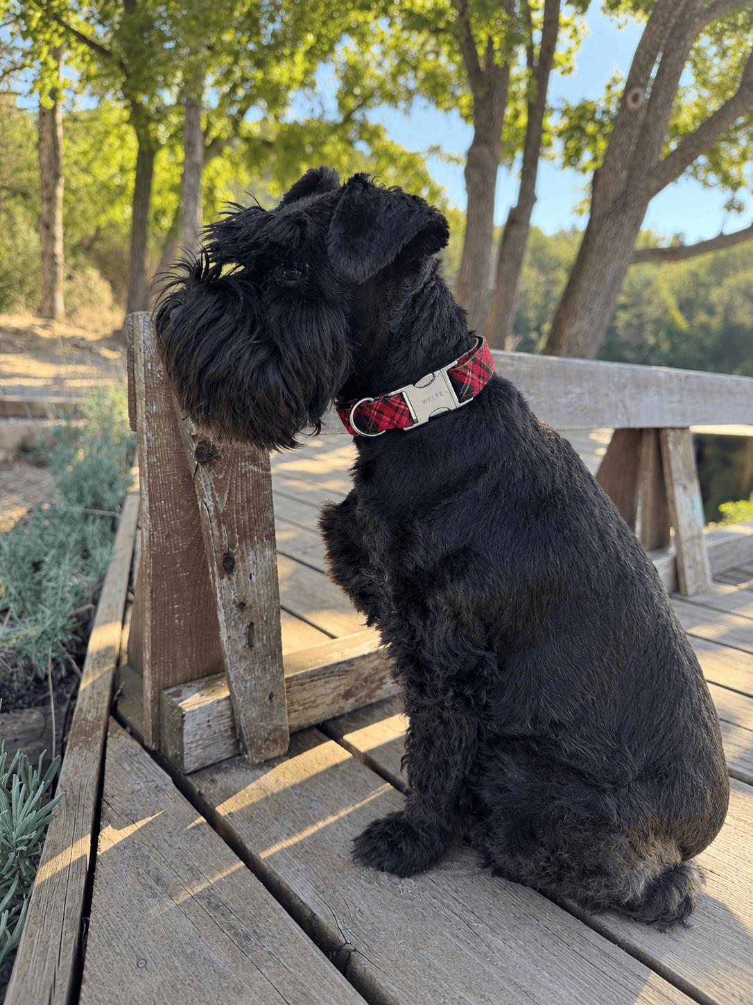 COLLAR PARA PERRO TARTAN