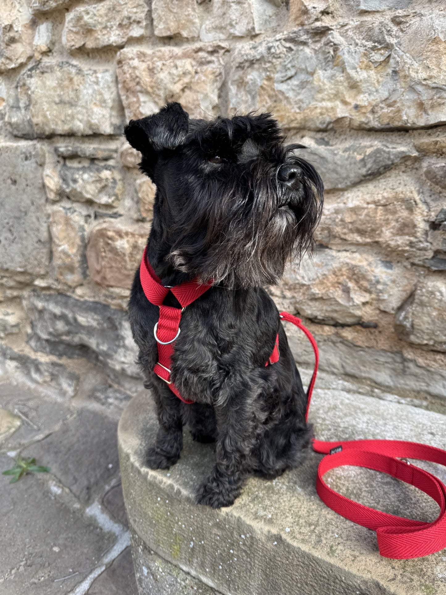 ARNÉS PARA PERRO ROSSO