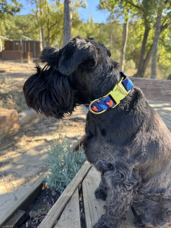 COLLAR PARA PERRO SHROOM