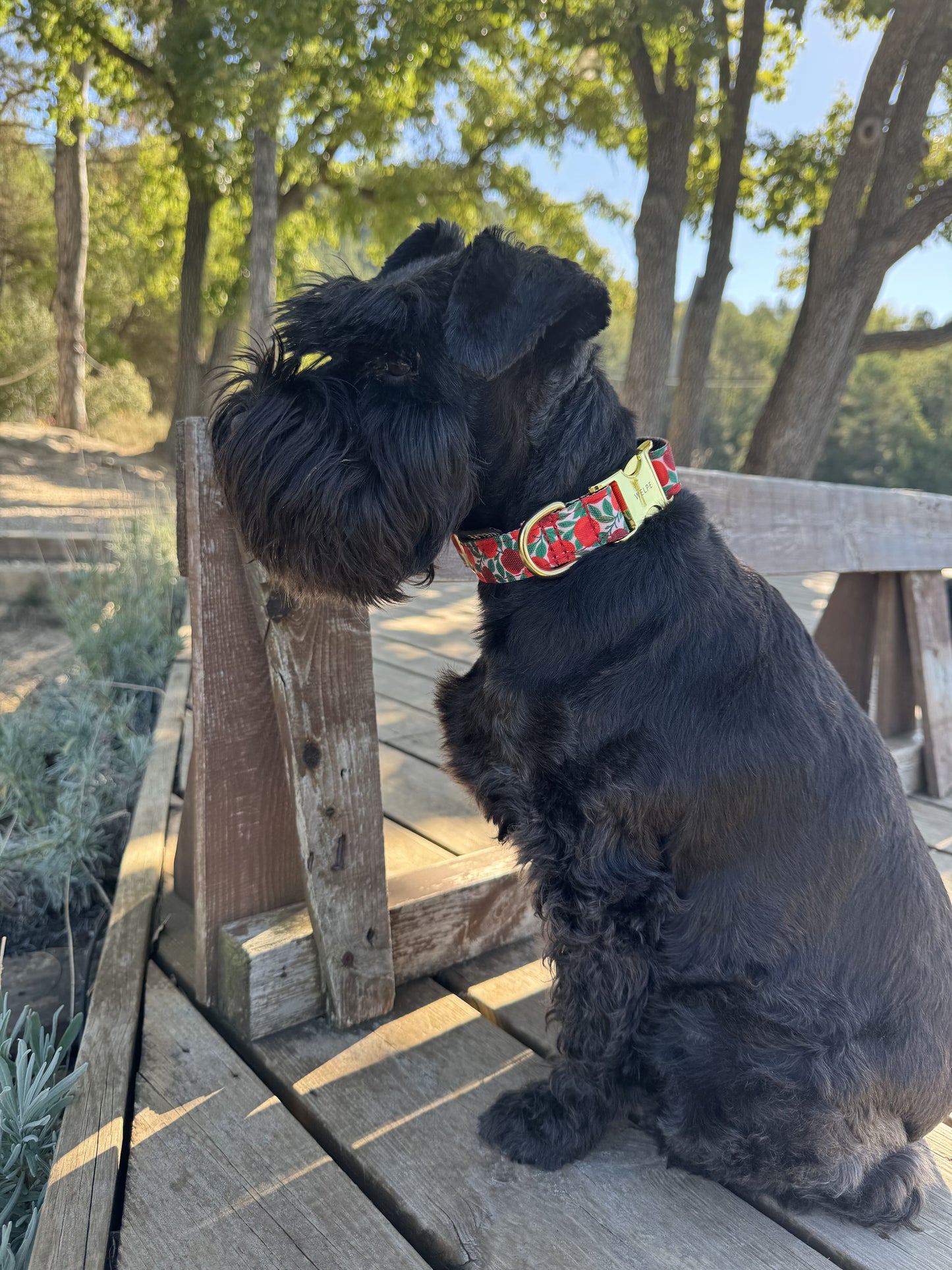 COLLAR PARA PERRO RUBY