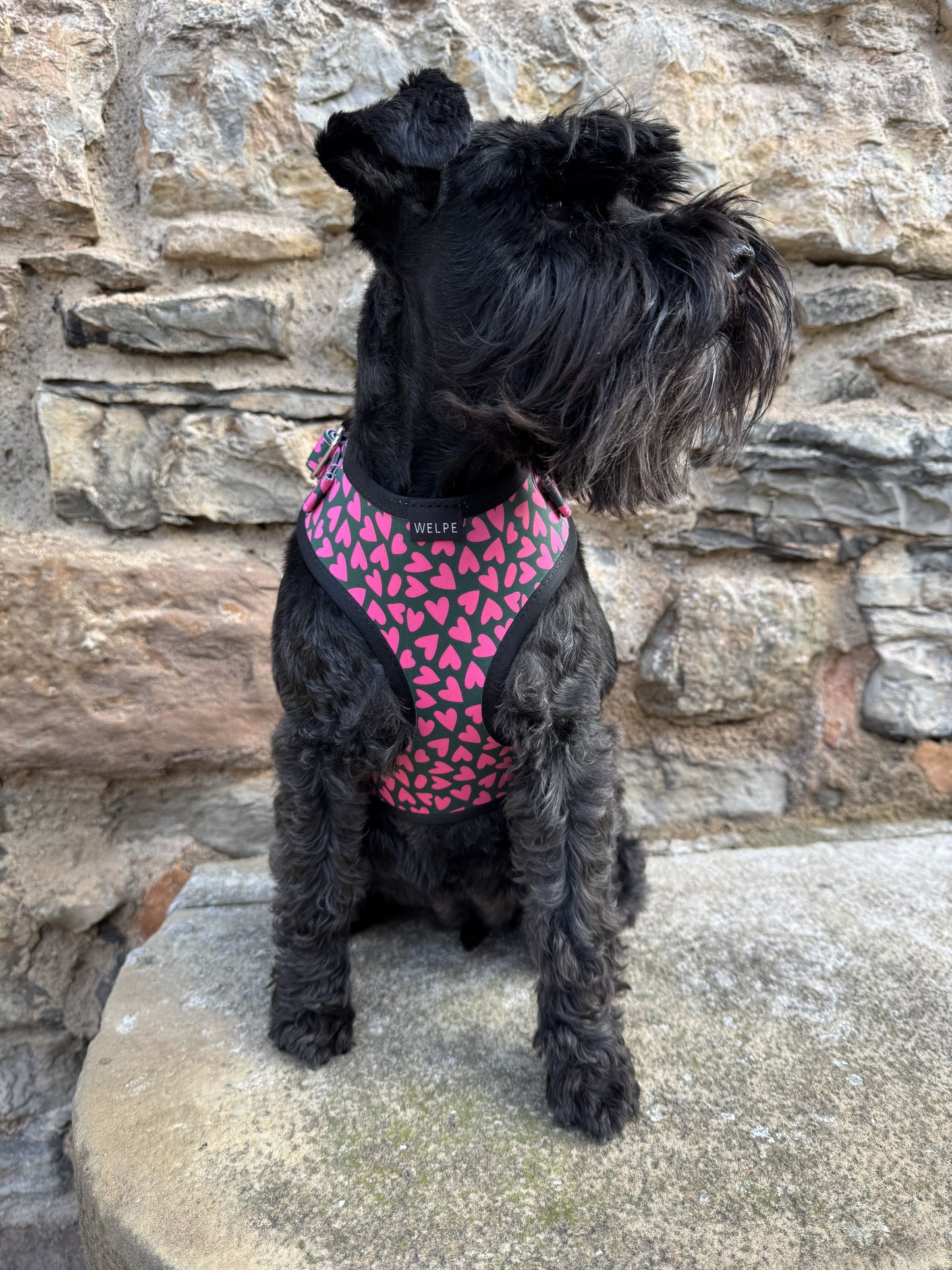 ARNÉS AJUSTABLE PARA PERRO FRIENZE