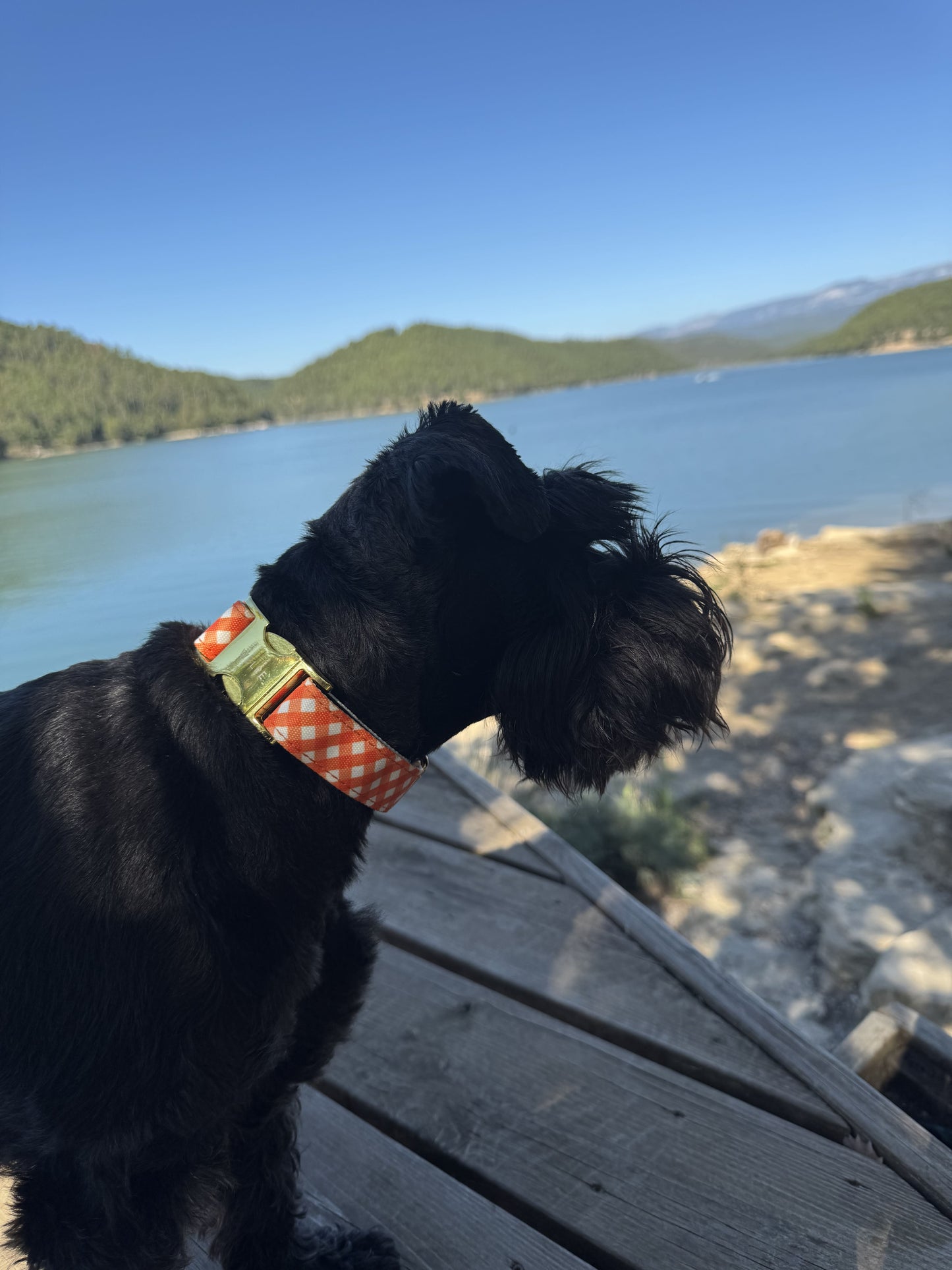 COLLAR PARA PERRO CITRUS