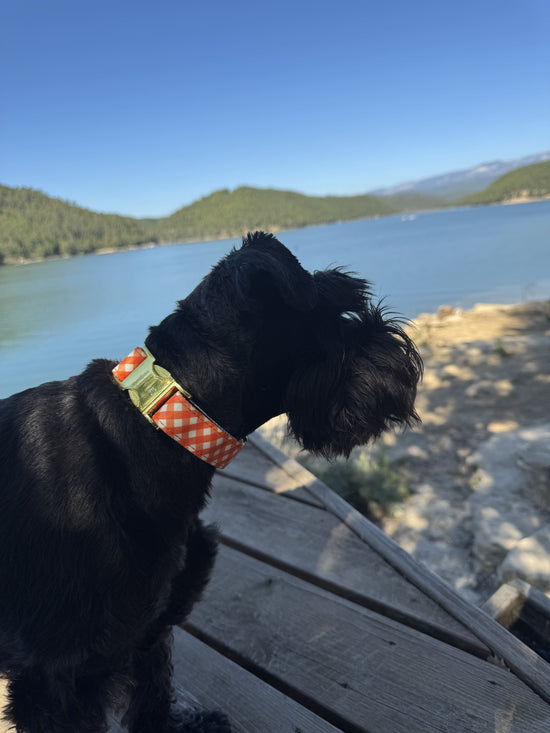 COLLAR PARA PERRO CITRUS