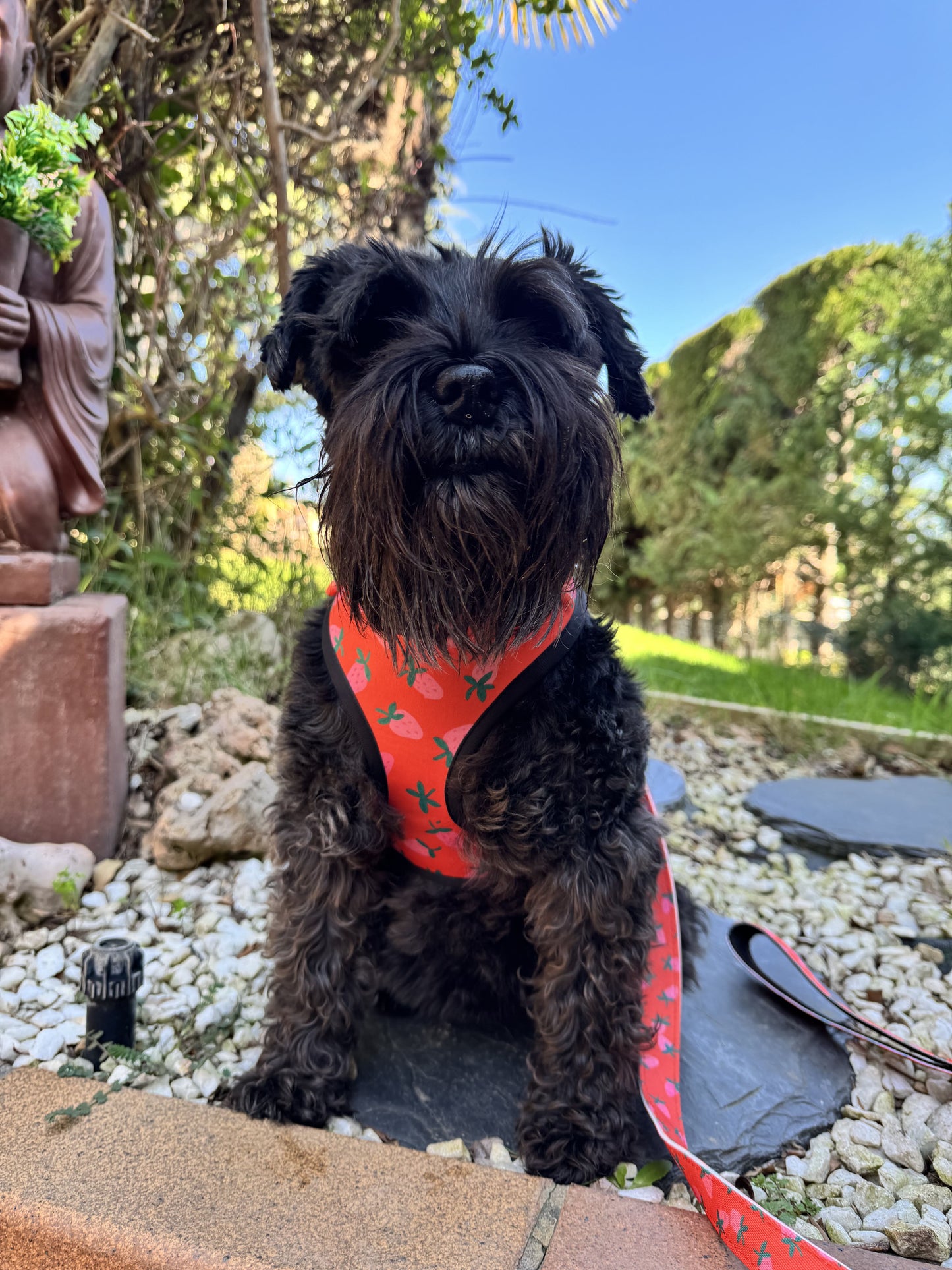 ARNÉS AJUSTABLE PARA PERRO FARGOLA