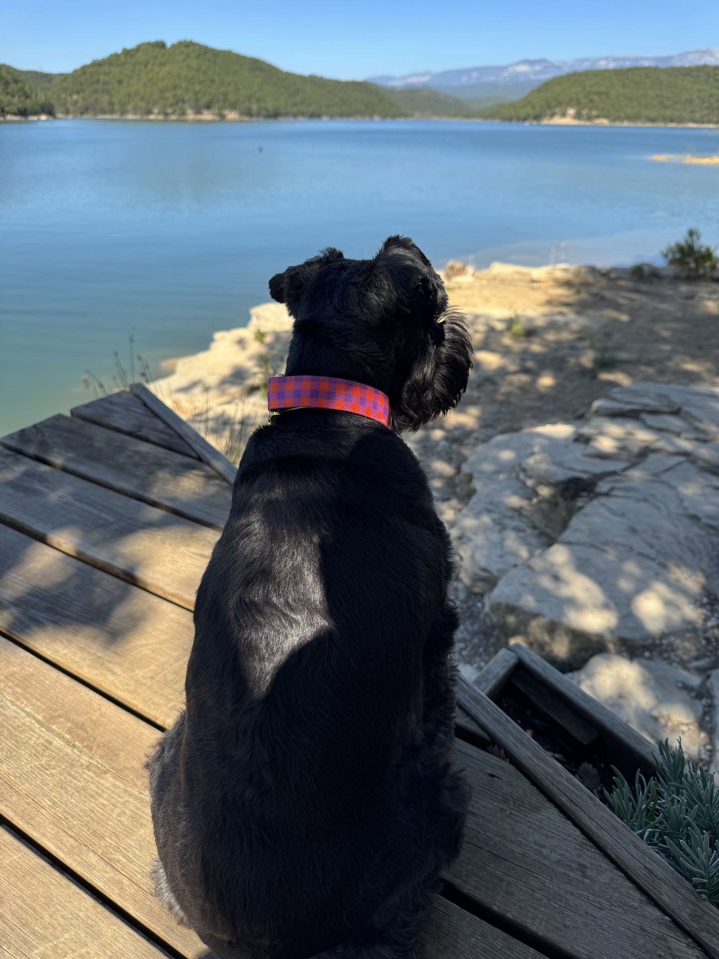 COLLAR PARA PERRO BERRY