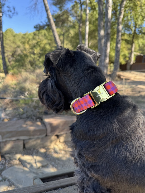 COLLAR PARA PERRO BERRY