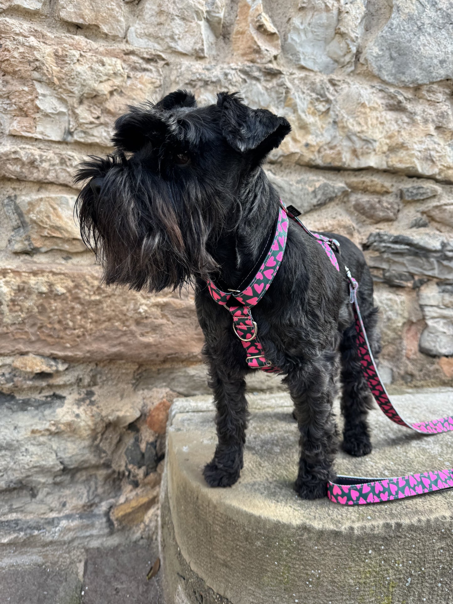 ARNÉS PARA PERRO FRIENZE