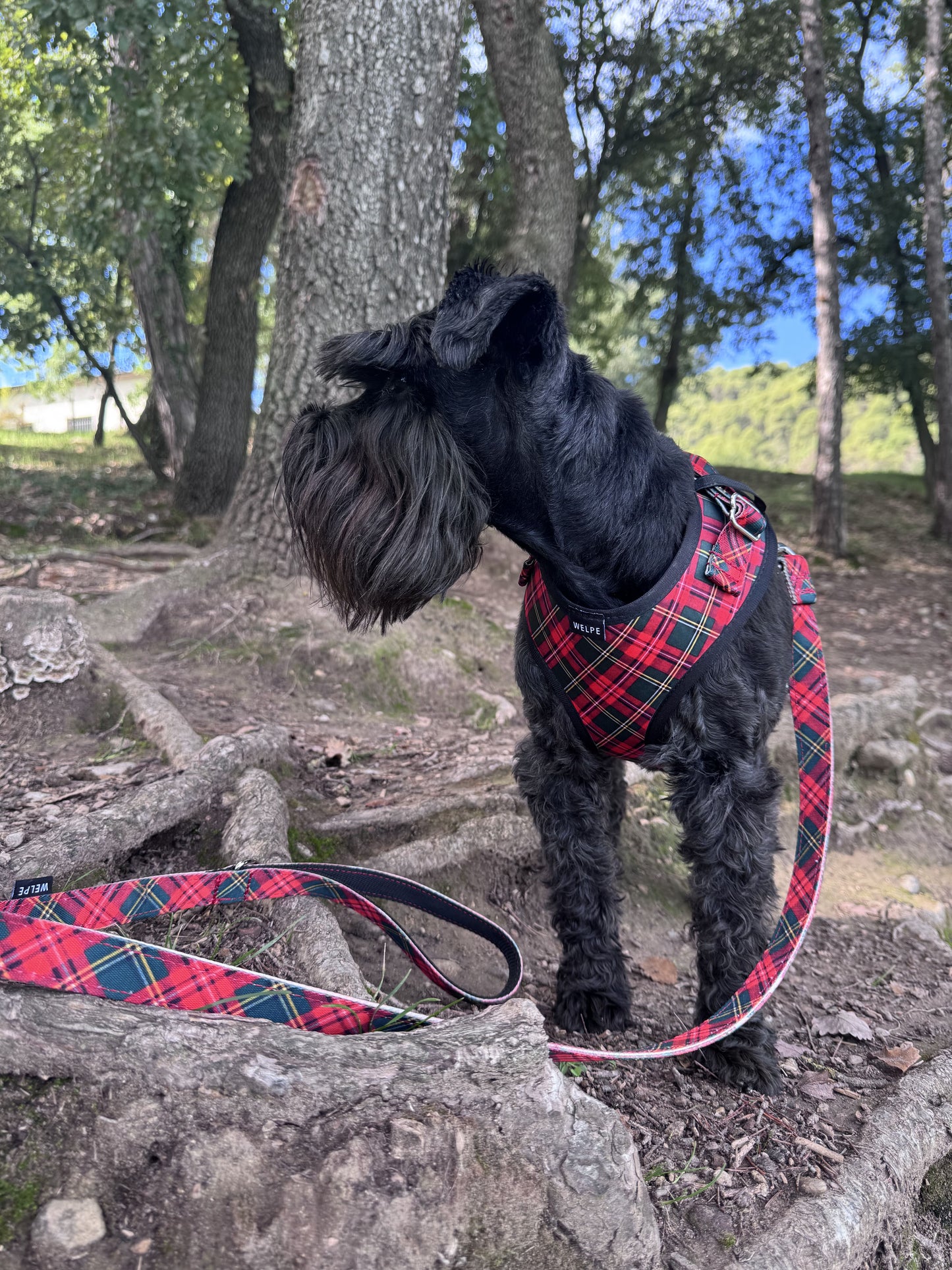 ARNÉS AJUSTABLE PARA PERRO TARTAN