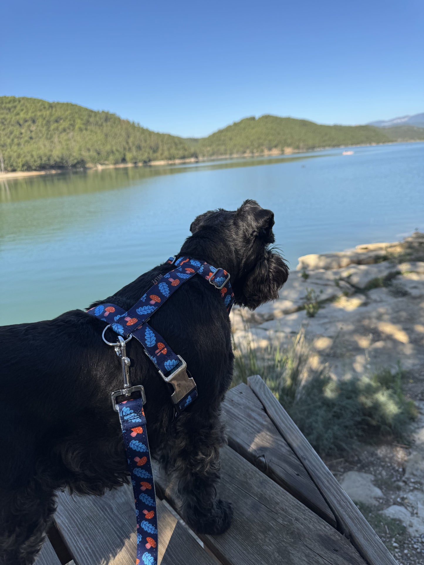 ARNÉS PARA PERRO SHROOM