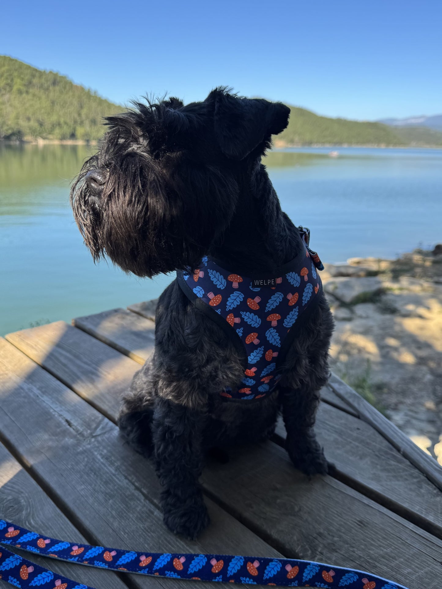 ARNÉS AJUSTABLE PARA PERRO SHROOM