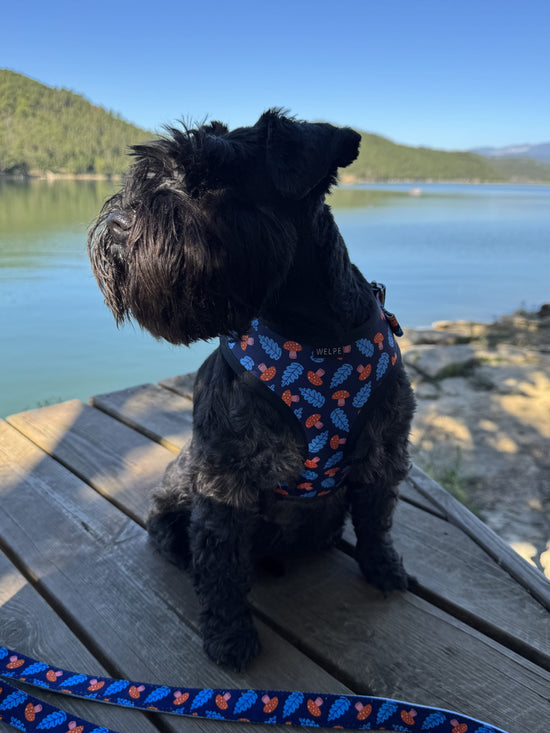 ARNÉS AJUSTABLE PARA PERRO SHROOM