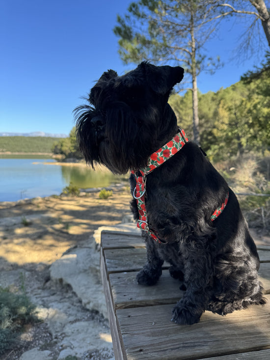 ARNÉS PARA PERRO RUBY