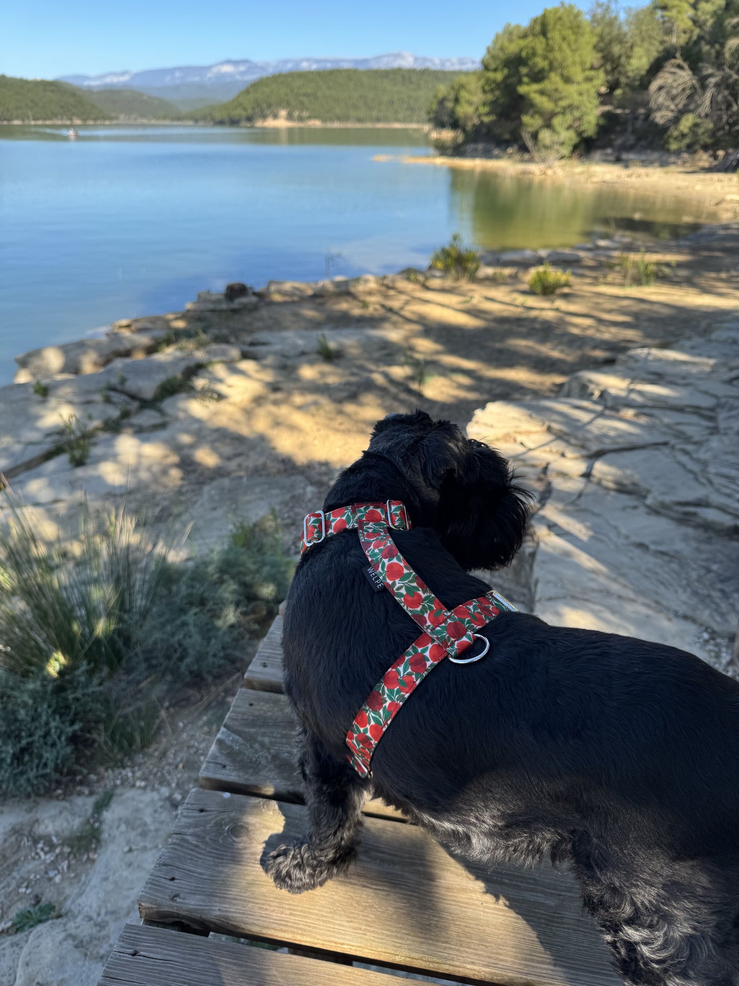 ARNÉS PARA PERRO RUBY