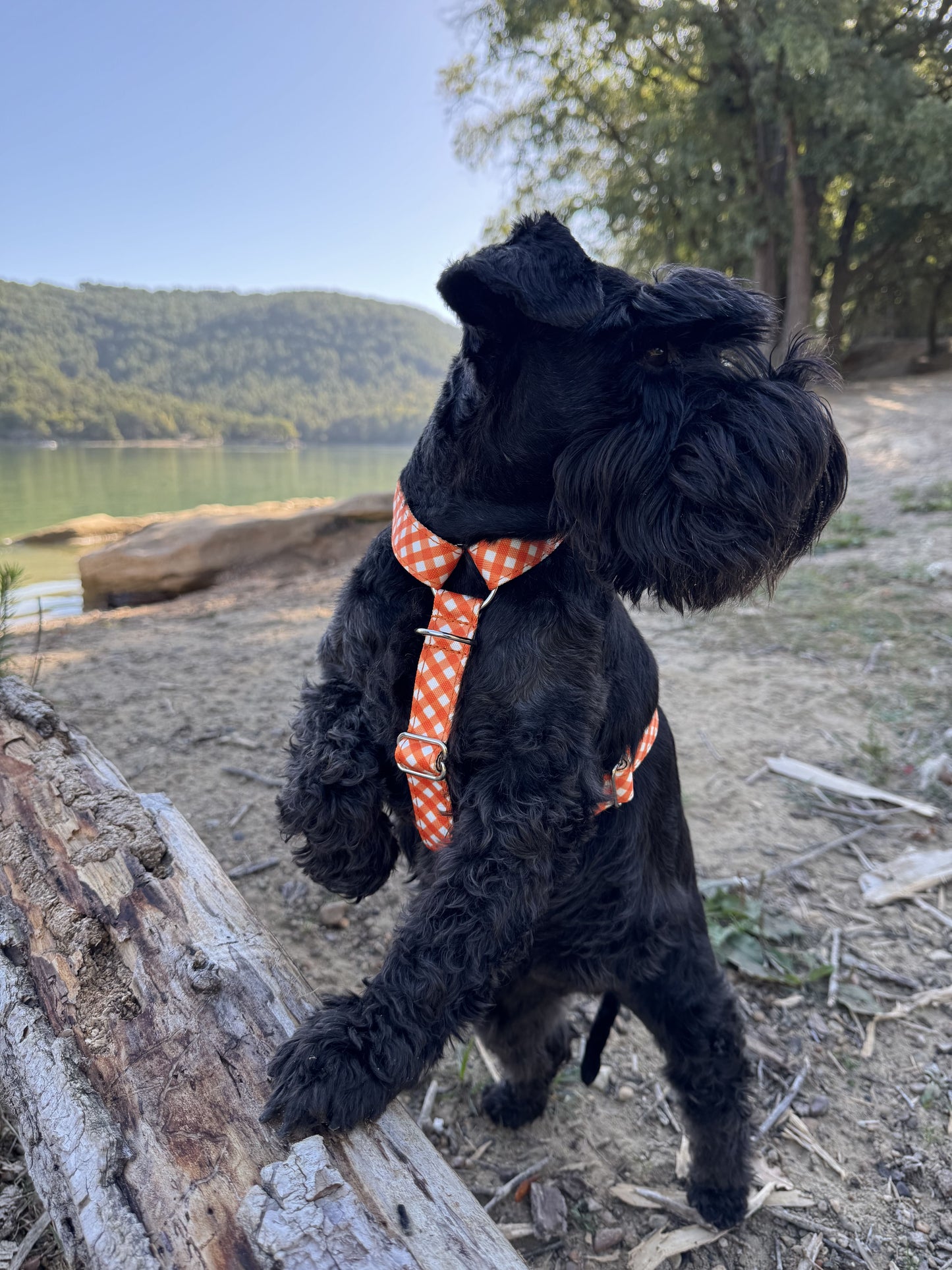 ARNÉS PARA PERRO CITRUS