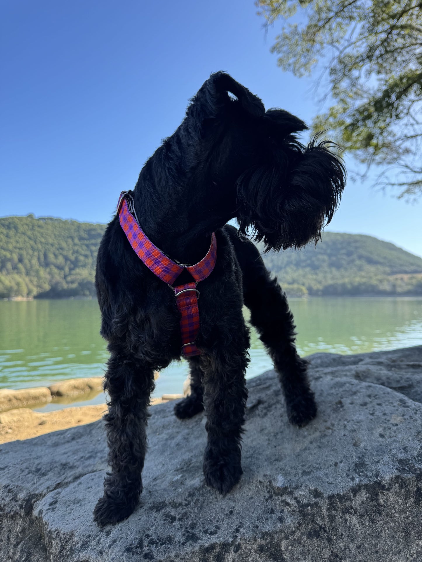 ARNÉS PARA PERRO BERRY