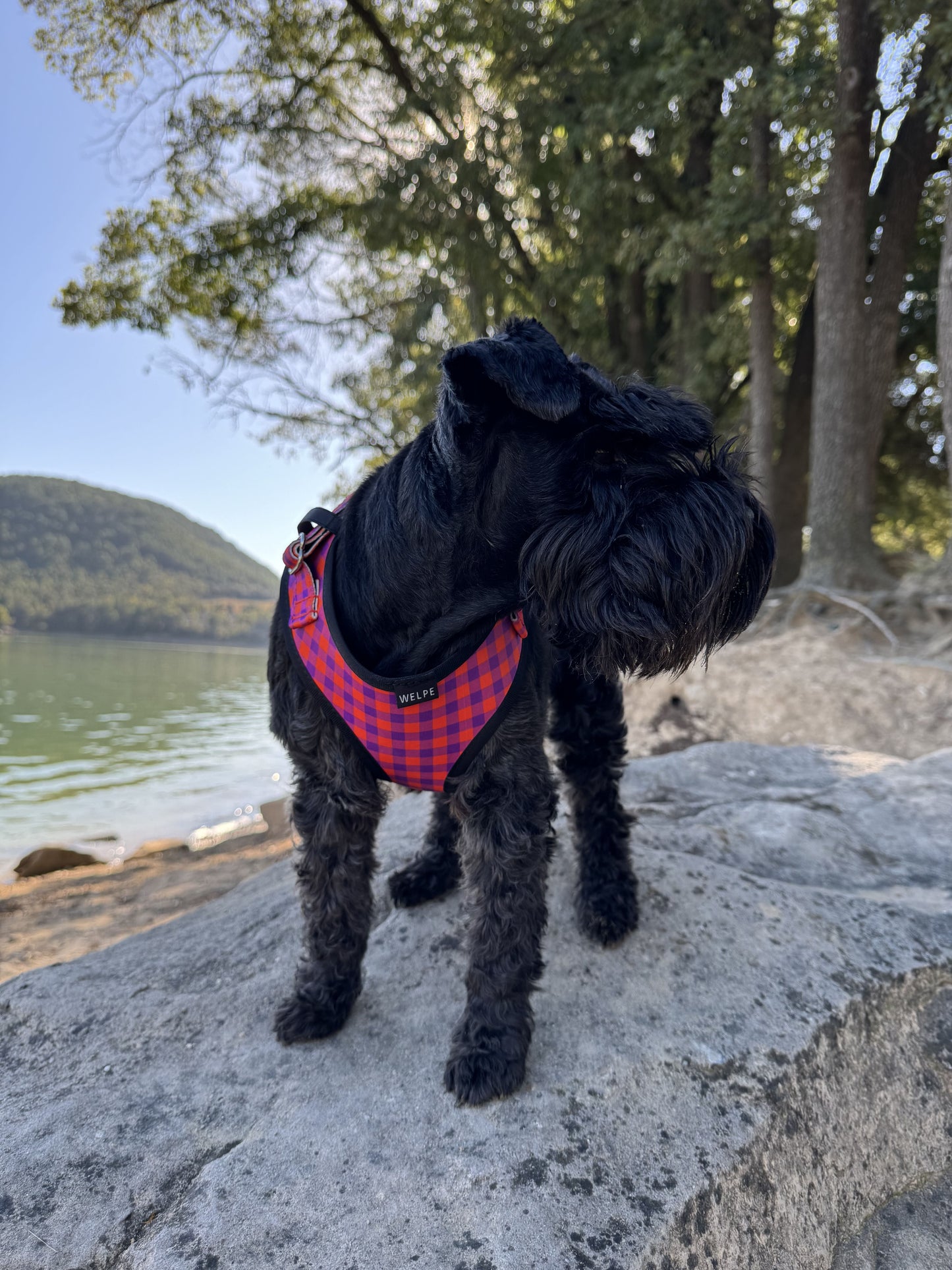 ARNÉS AJUSTABLE PARA PERRO BERRY