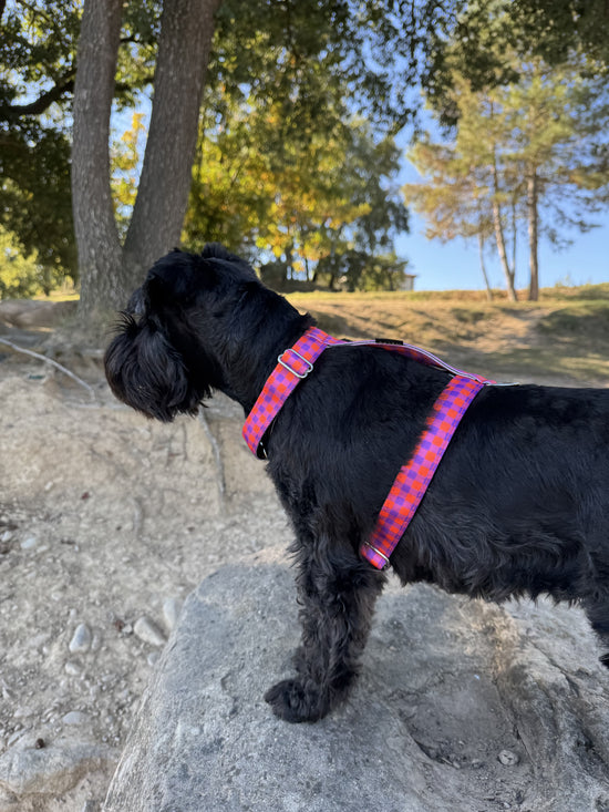 ARNÉS PARA PERRO BERRY