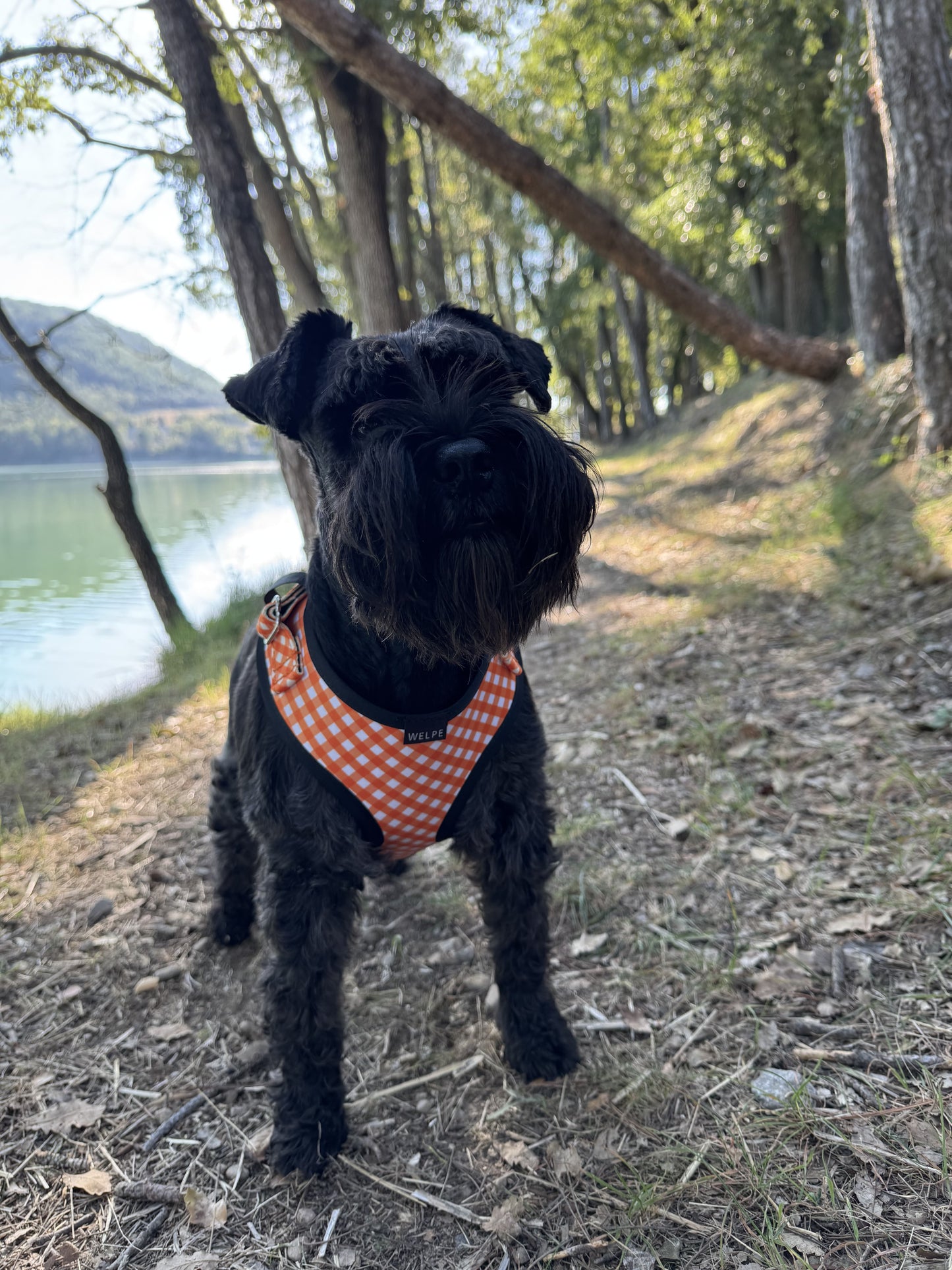 ARNÉS AJUSTABLE PARA PERRO CITRUS