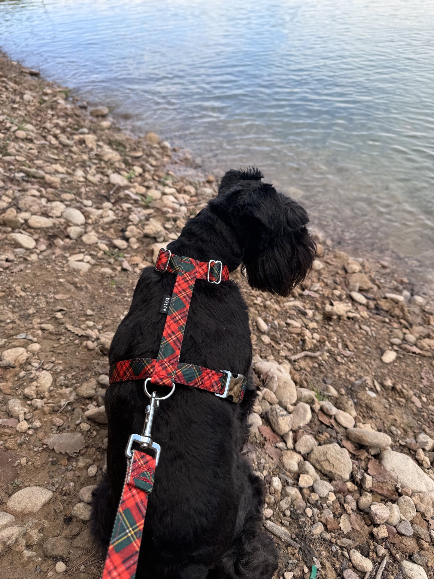 ARNÉS PARA PERRO TARTAN