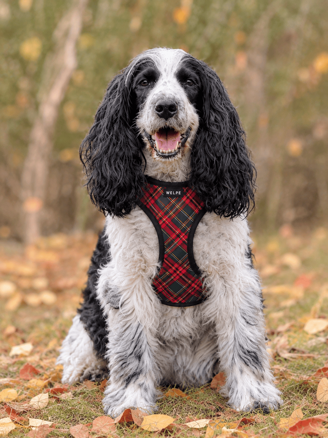 ARNÉS AJUSTABLE PARA PERRO TARTAN
