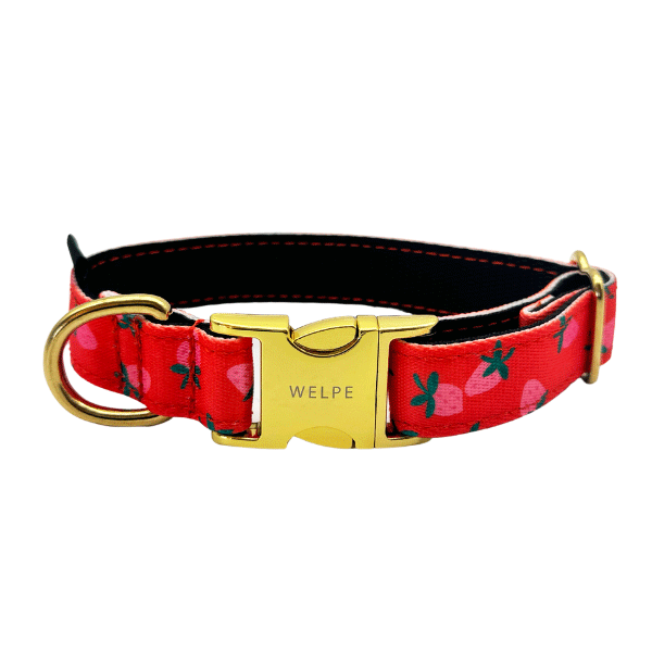 COLLAR PARA PERRO FARGOLA