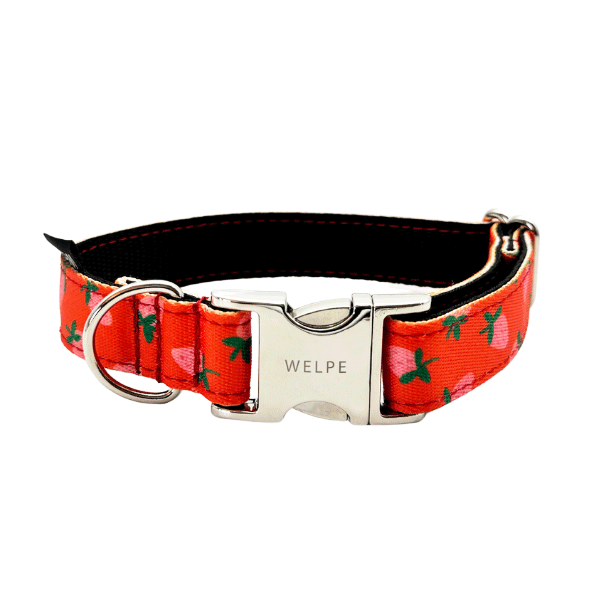 COLLAR PARA PERRO FARGOLA