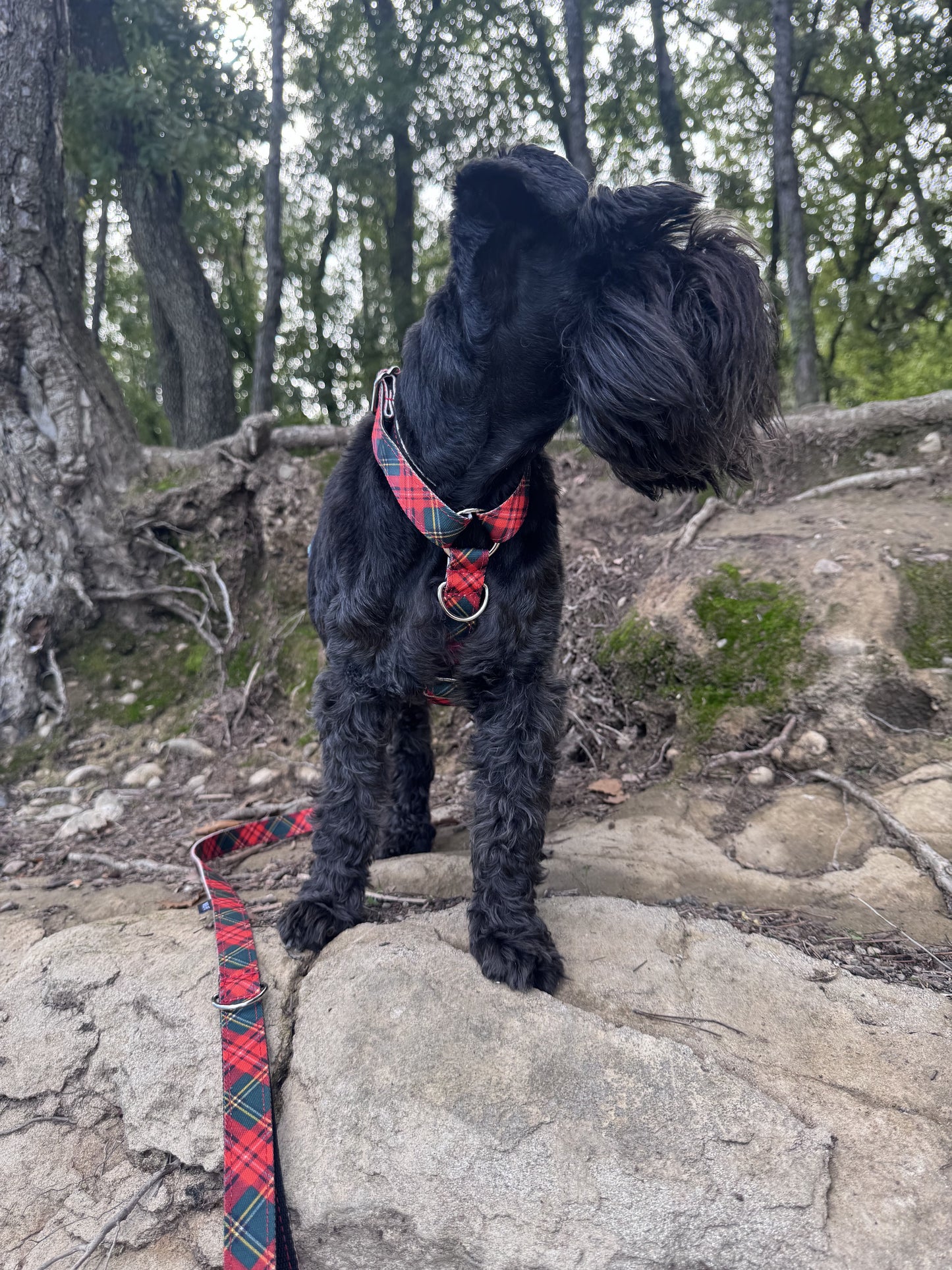 ARNÉS PARA PERRO TARTAN