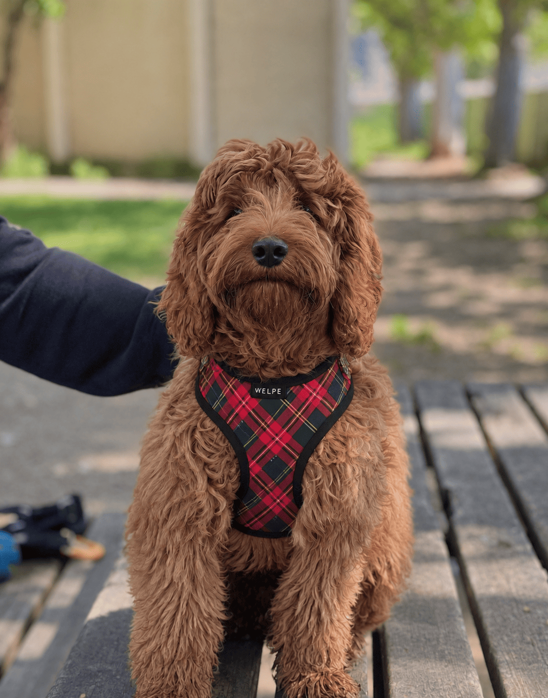 ARNÉS AJUSTABLE PARA PERRO TARTAN
