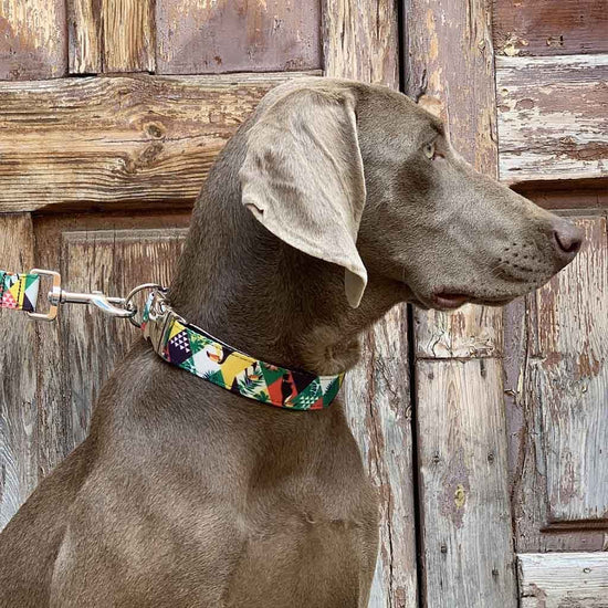 Perro llevando collar Welpe modelo Costa Rica