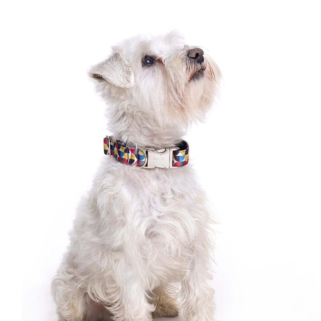 Perro llevando collar estampado multicolor modelo Welpe