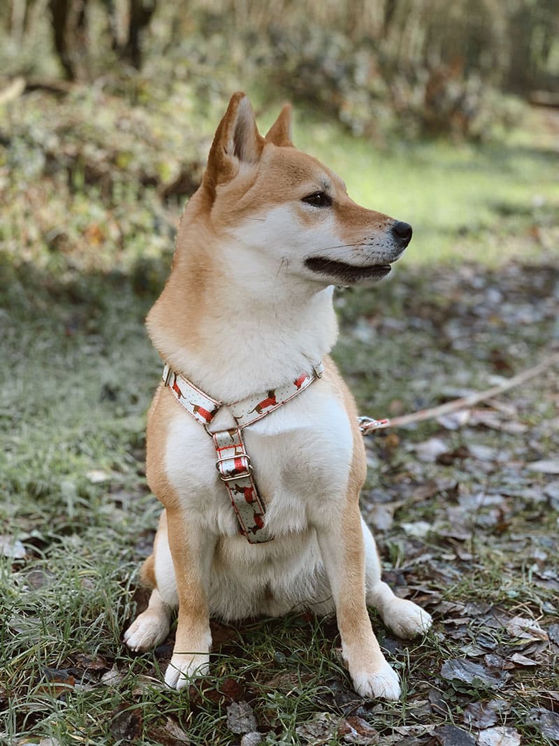 ARNÉS PARA PERRO REINDEER DOG