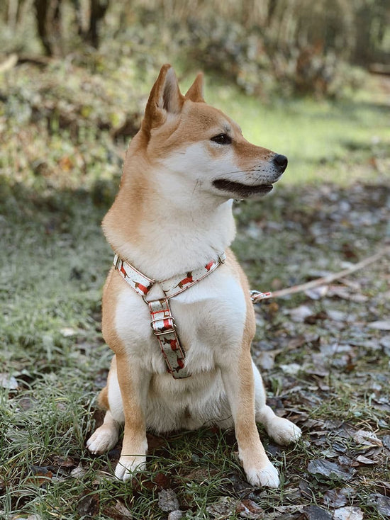 ARNÉS PARA PERRO REINDEER DOG