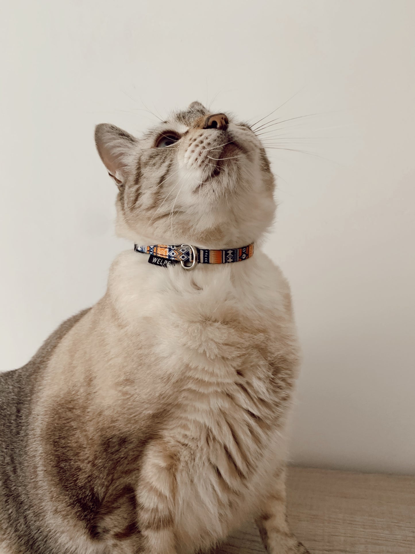 gato con collar estampado azteca azul y amarillo