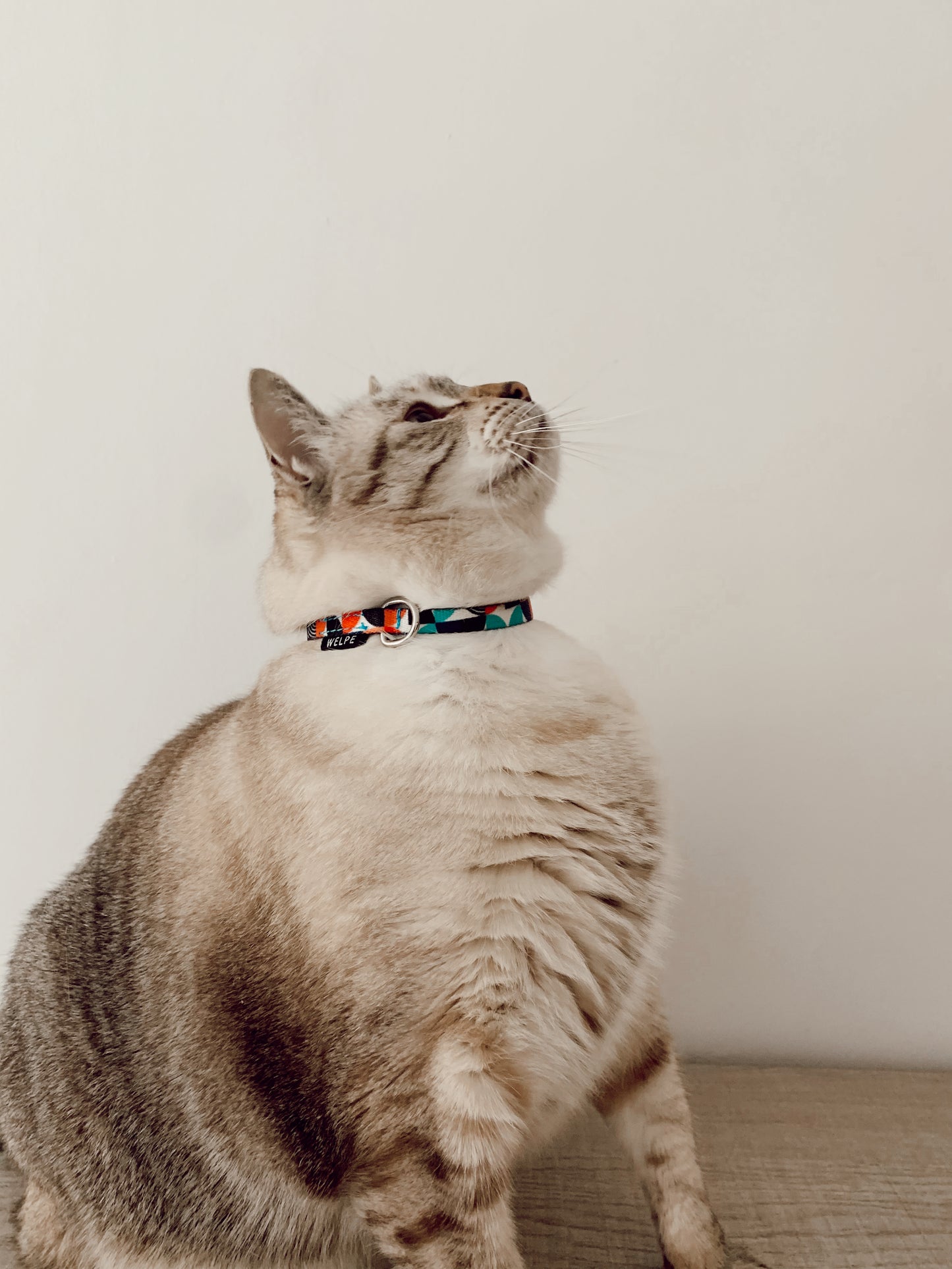 gato con collar multicolor azules y naranjas
