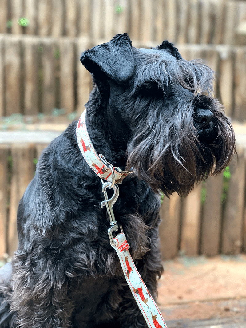 COLLAR PARA PERRO REINDEER DOG