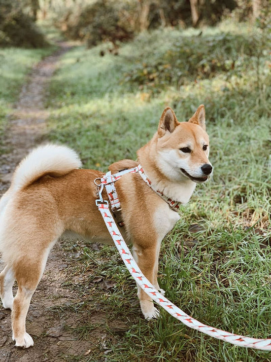 CORREA PARA PERRO REINDEER DOG